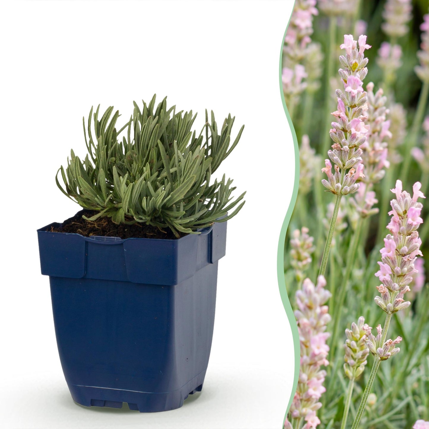 Vasteplant - Lavandula ang. Rosea - Lavendel - Geurend - Roze - 12 Planten - Pot 11cm - Hoogte 15-25cm