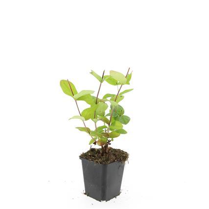 48x Hypericum inodorum 'Beauty' - ↕10-25cm - Ø9cm