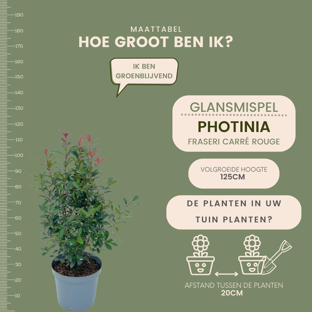 Grandi Photinia per 10 metri lineari di siepe | - 12L - 20x | ↨ 125-150 cm - Carré Rouge