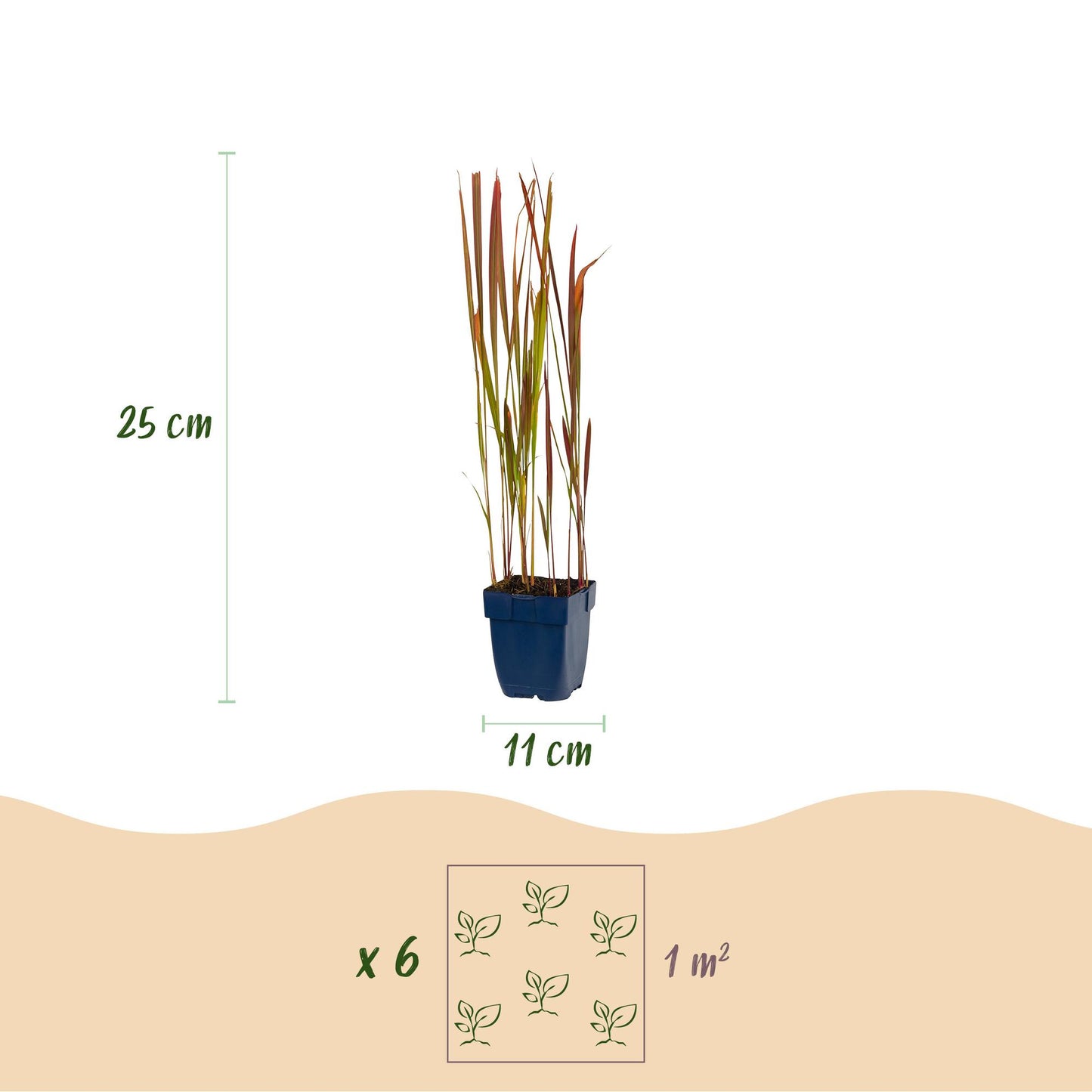 Grassen - Imperata cylindrica Red Baron - Japans bloedgras - Rode uitlopers - Rood - 6 Planten - Pot 11cm - Hoogte 15-25cm