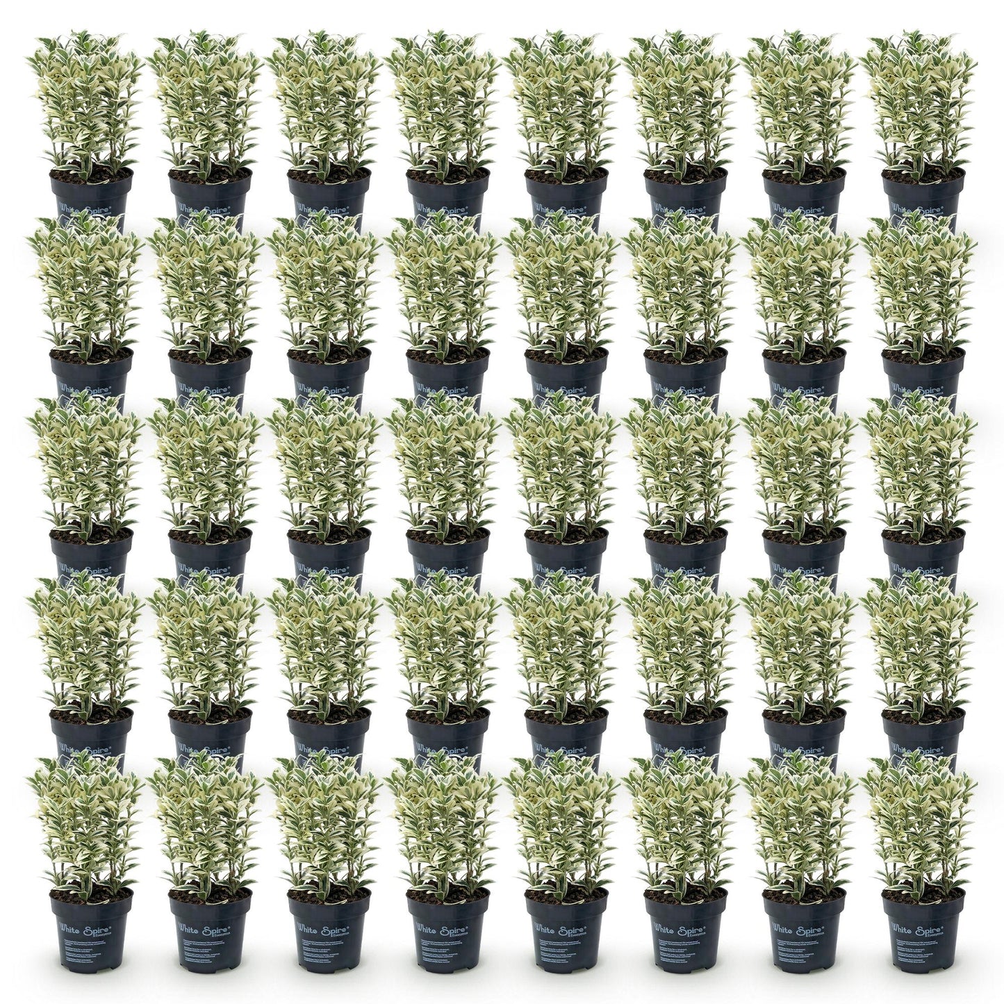 Green boutiQ - 40x Euonymus japonicus White Spire - Spindle Tree - Hedge Plants - Evergreen - White - Green - Pot 9cm - Height 20-30cm