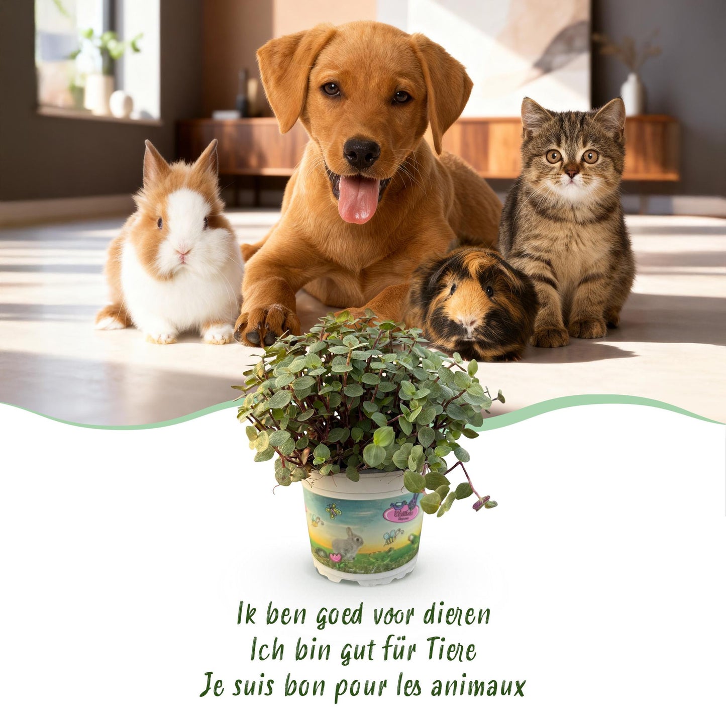 Kamerplant - Calissia repens - Kattengras - Huisdiervriendelijk - Groen - 1 Plant - met Mand - Pot 12cm - Hoogte 17-20cm