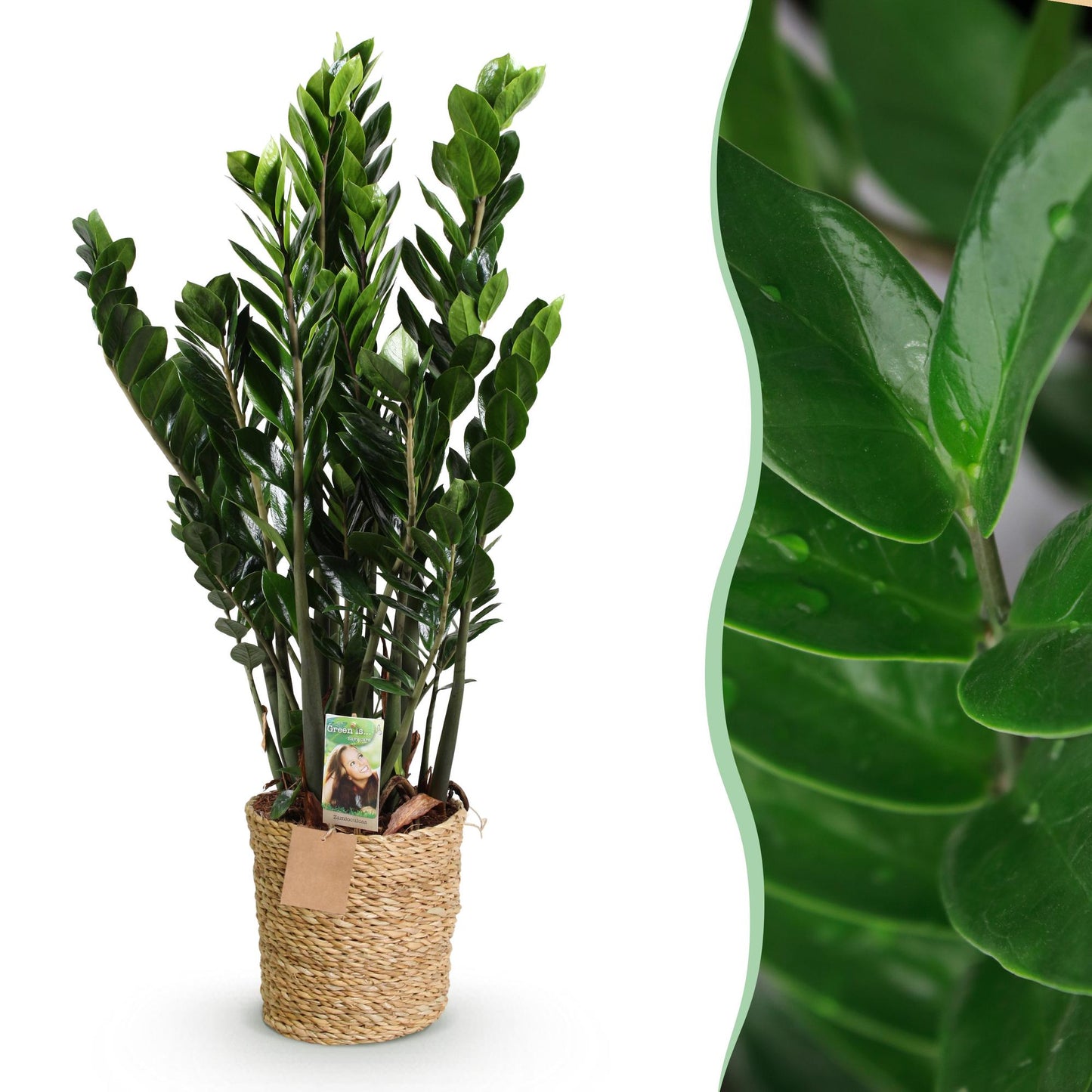 Green BoutiQ - Green is... Houseplants - Zamioculcas - ZZ plant - Low maintenance - with basket - Green - 1 Plant - Pot 21cm - Height 80-90cm