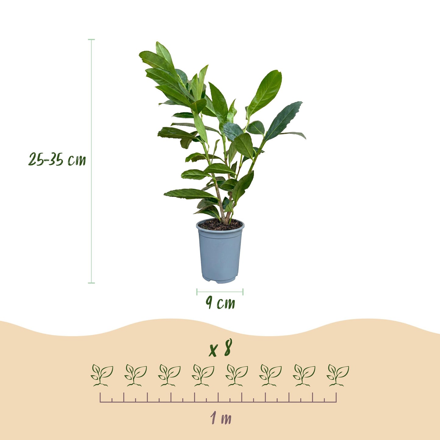 Green BoutiQ - 24x Prunus laur. Caucasica - Cherry Laurel - Hedge Plants - Evergreen - Green - 9cm Pot - Height 25-35cm