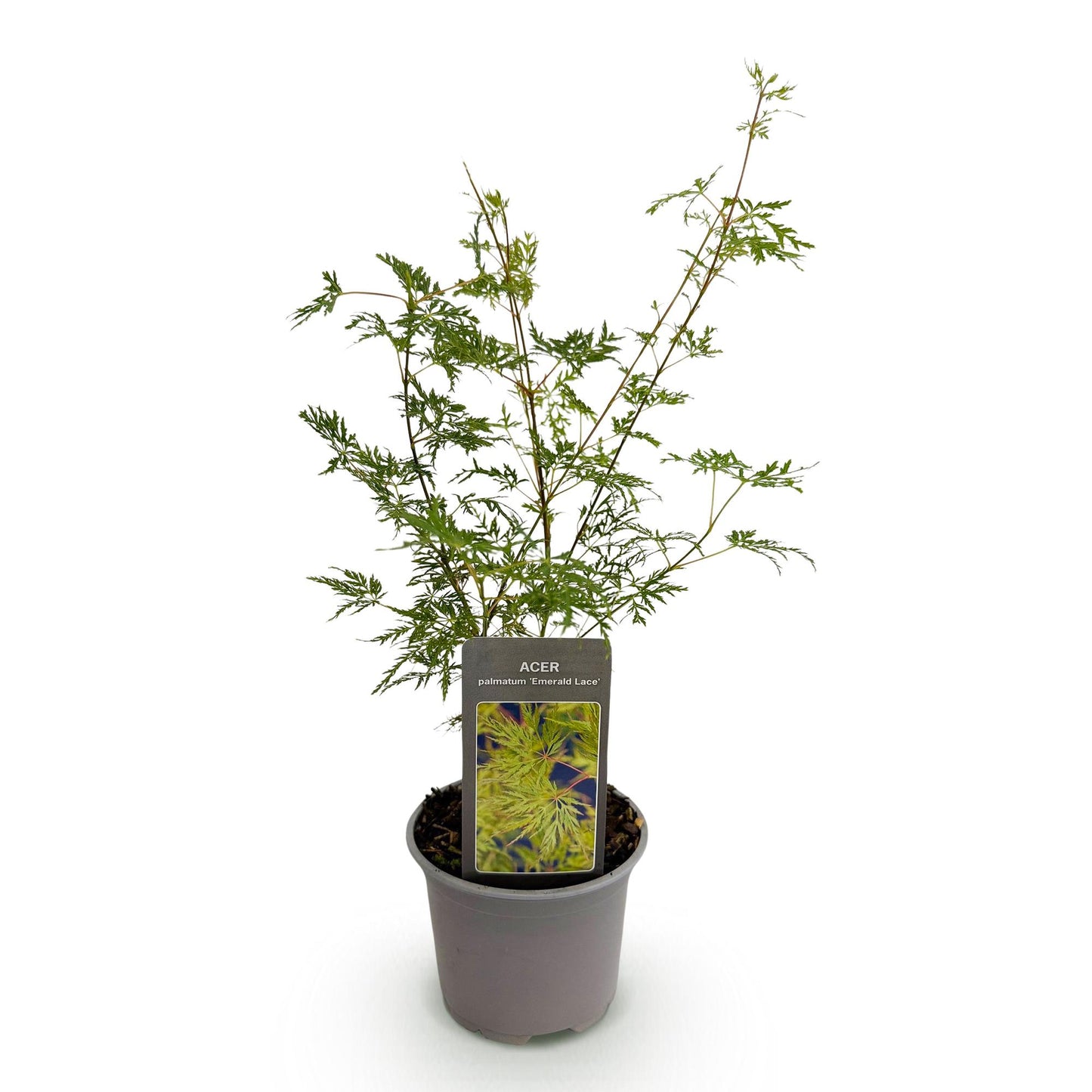 Green boutiQ - Pianta da giardino - Acer palmatum Emerald Lace - Verde - 1 pianta - Decidua - Bassa manutenzione - Vaso 12 cm Altezza 35 cm