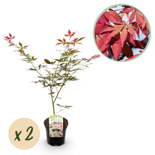 Green boutiQ - Pianta da terrazza - Acero giapponese - Acer palmatum Sumi-nagashi - Rosso - 2 Piante - Decidua - Vaso 19 cm Altezza 70 cm