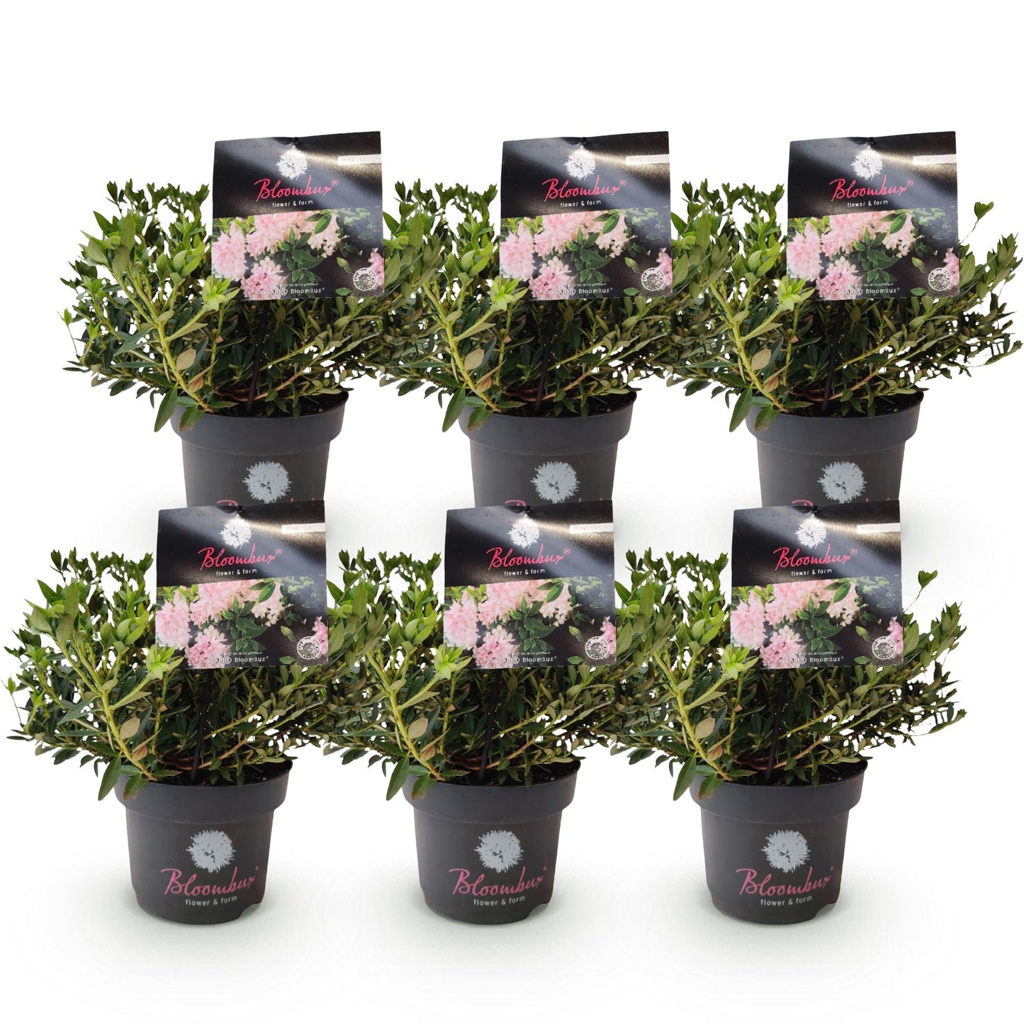 Green boutiQ - Dwerg Rhododendron - Rhododendron Bloombux Light Pink - Bloeiende Buxus - Weinig Onderhoud - Licht Roze Bloem - 6 Planten - Pot 17cm - Hoogte 30-40cm