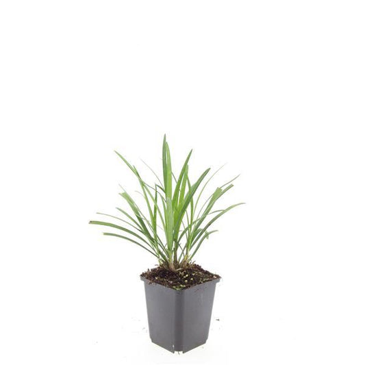 48x Liriope muscari 'Ingwersen' - ↕10-25cm - Ø9cm