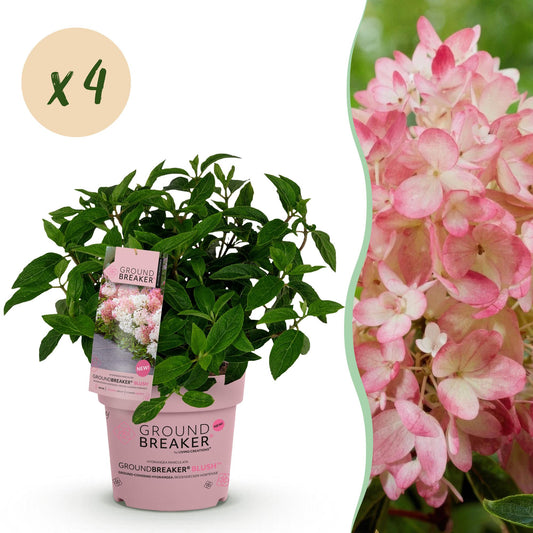 Green boutiQ - Garden Plant - Hydrangea panniculata Groundbreaker Blush - Peegee Hydrangea - Hardy - Pink - 4 Plants - Pot 14cm - Height 20-25cm