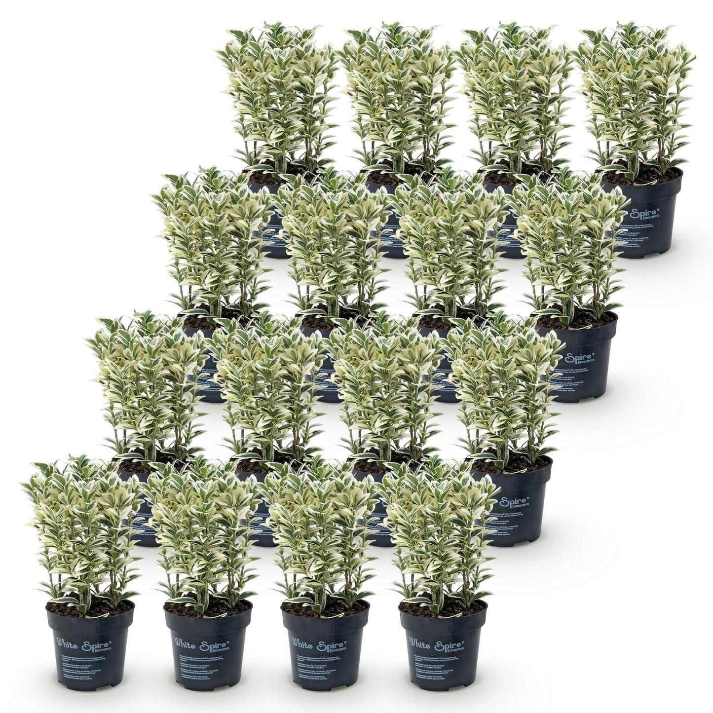 Green boutiQ - 16x Euonymus japonicus White Spire - Spindle Tree - Hedge Plants - Evergreen - White - Green - Pot 9cm - Height 20-30cm