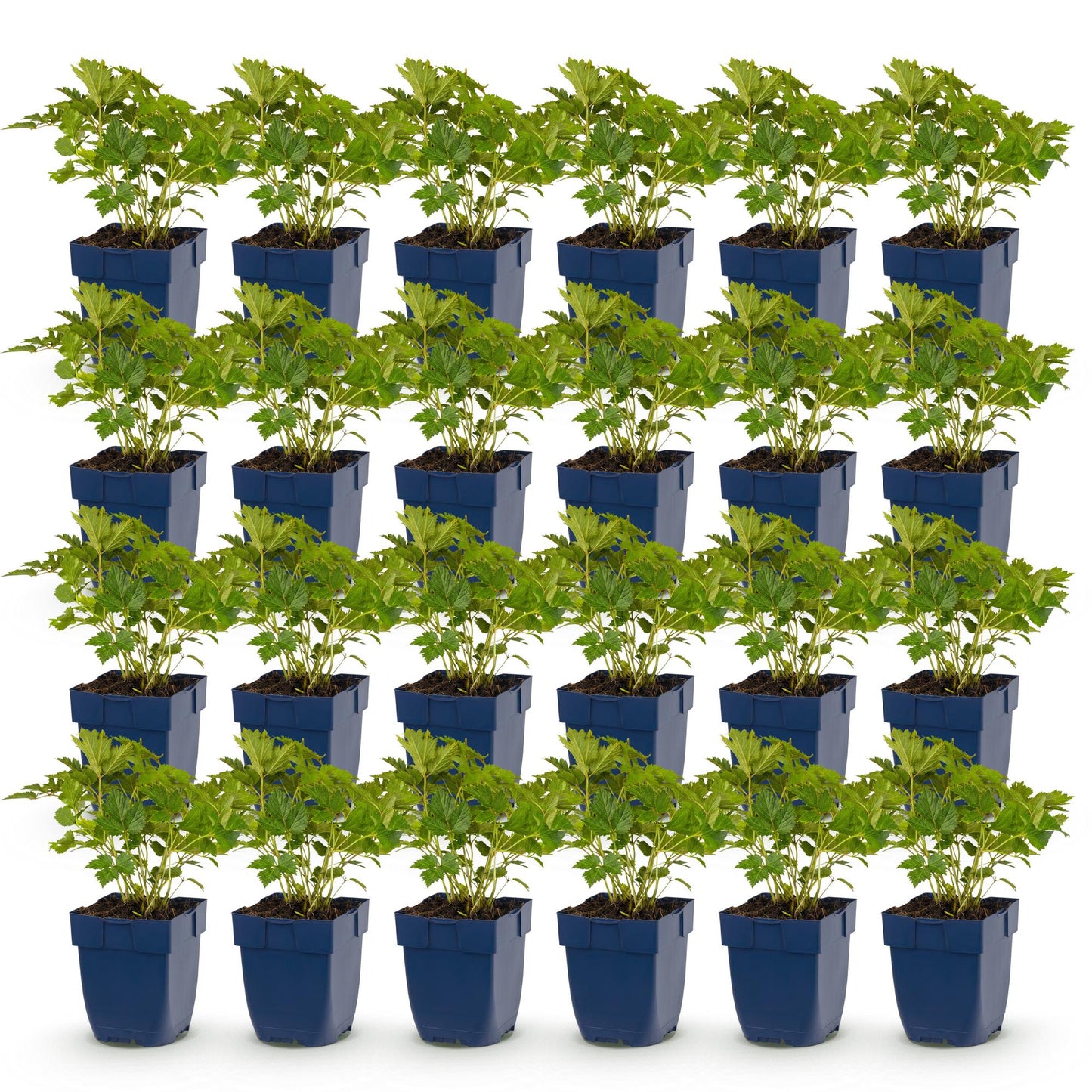 Green boutiQ - Plante vivace - Astilbe chin. Pumila - Spirea en panicule - Ombre - Violet - 24 Plantes - Pot 11cm - Hauteur 15-25cm