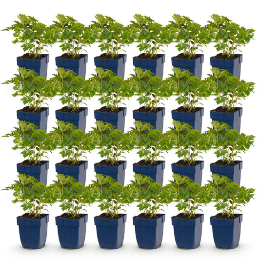 Green boutiQ - Plante vivace - Astilbe chin. Pumila - Spirea en panicule - Ombre - Violet - 24 Plantes - Pot 11cm - Hauteur 15-25cm