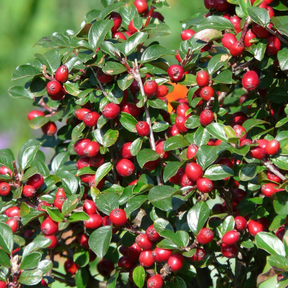 24x Cotoneaster dam. 'Major' - ↕25cm - Ø9cm