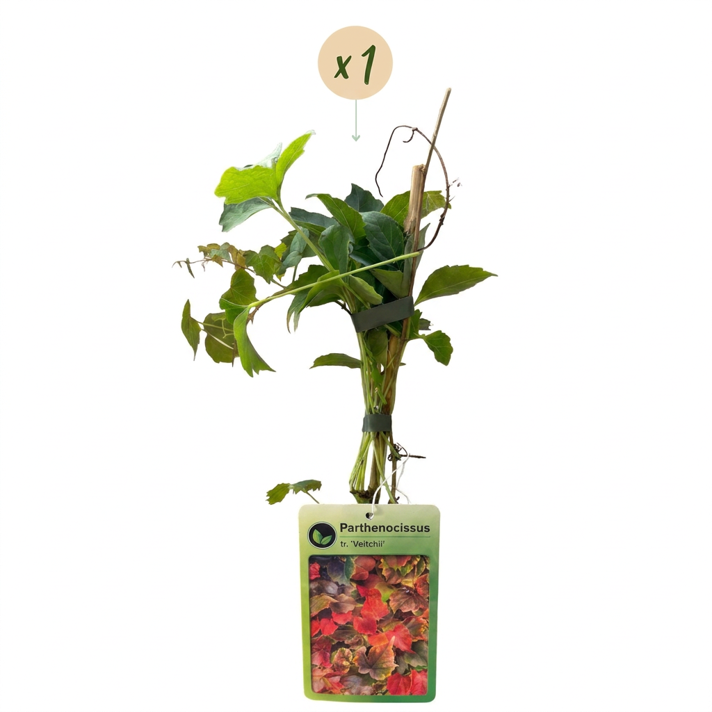 Parthenocissus tr. 'Veitchii Boskoop' - Vite americana - Giallo - Verde - Pianta rampicante - Ø9cm - ↕35cm