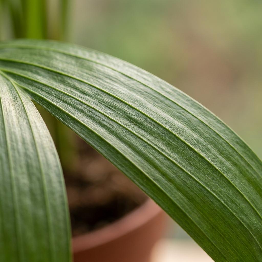 Areca Lutescens - Palma d'oro - 1 Pianta - Vaso 12cm - Altezza - 45cm