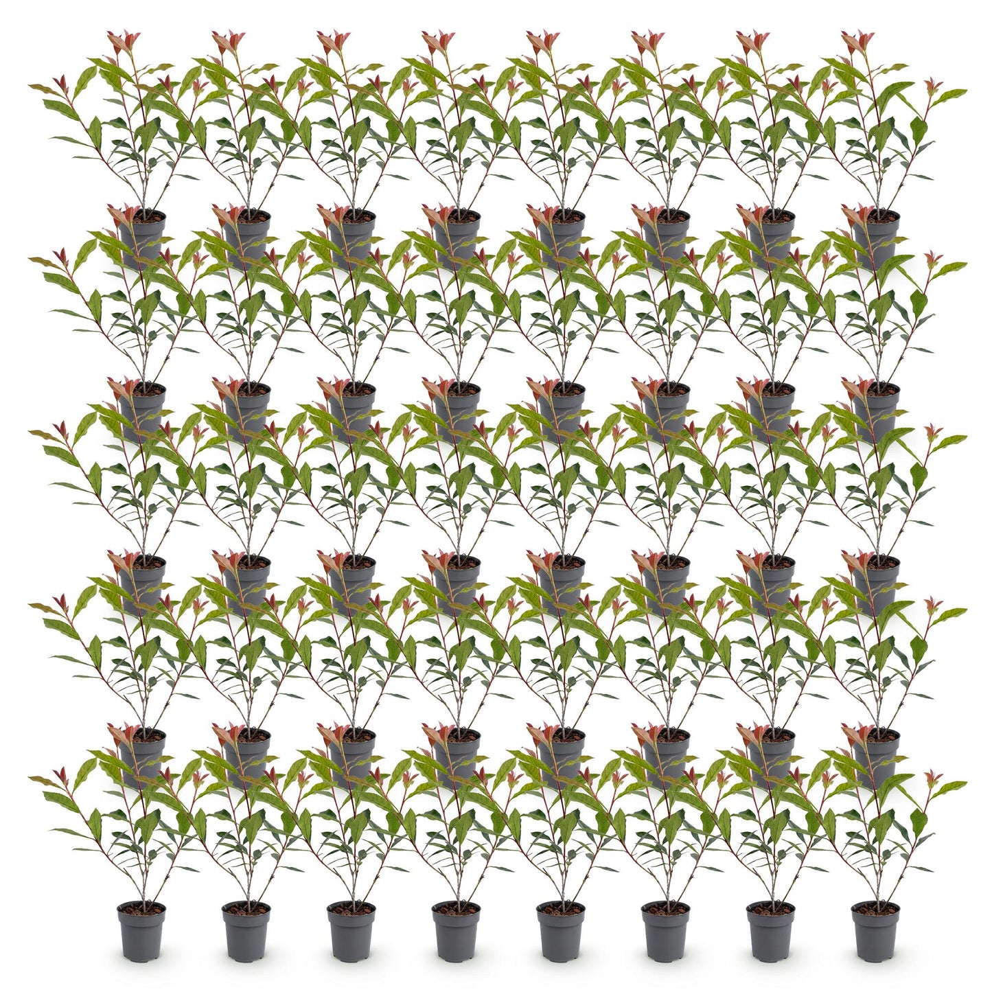 Green boutiQ - 40x Photinia fraseri Carre Rouge - Glossy Mispel - Hedge Plants - Evergreen - Red - Pot 9cm - Height 25-35cm