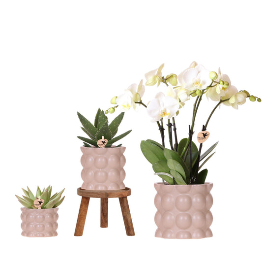 Kolibri Orchids | Set di piante di cotone | Piante verdi con orchidea Phalaenopsis bianca Ghent in vasi di ceramica
