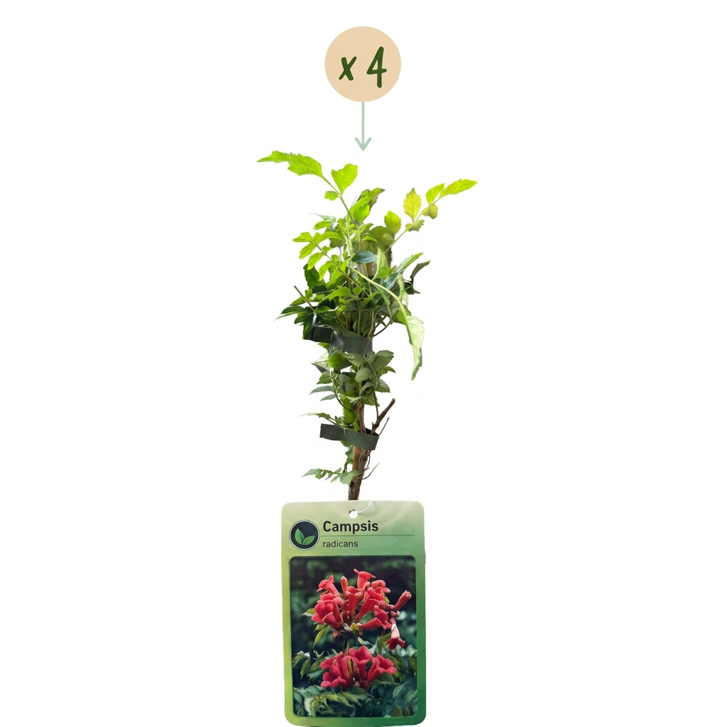 4x Campsis radicans - Trumpet vine - Orange - Red - Climbing plant - Ø9cm - ↕35cm