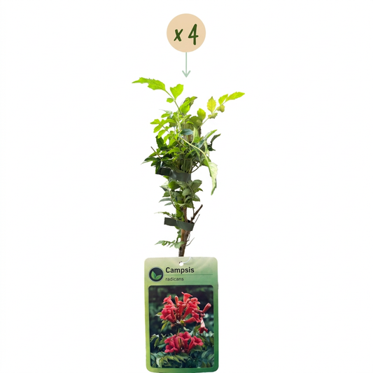 4x Campsis radicans - Trumpet vine - Orange - Red - Climbing plant - Ø9cm - ↕35cm