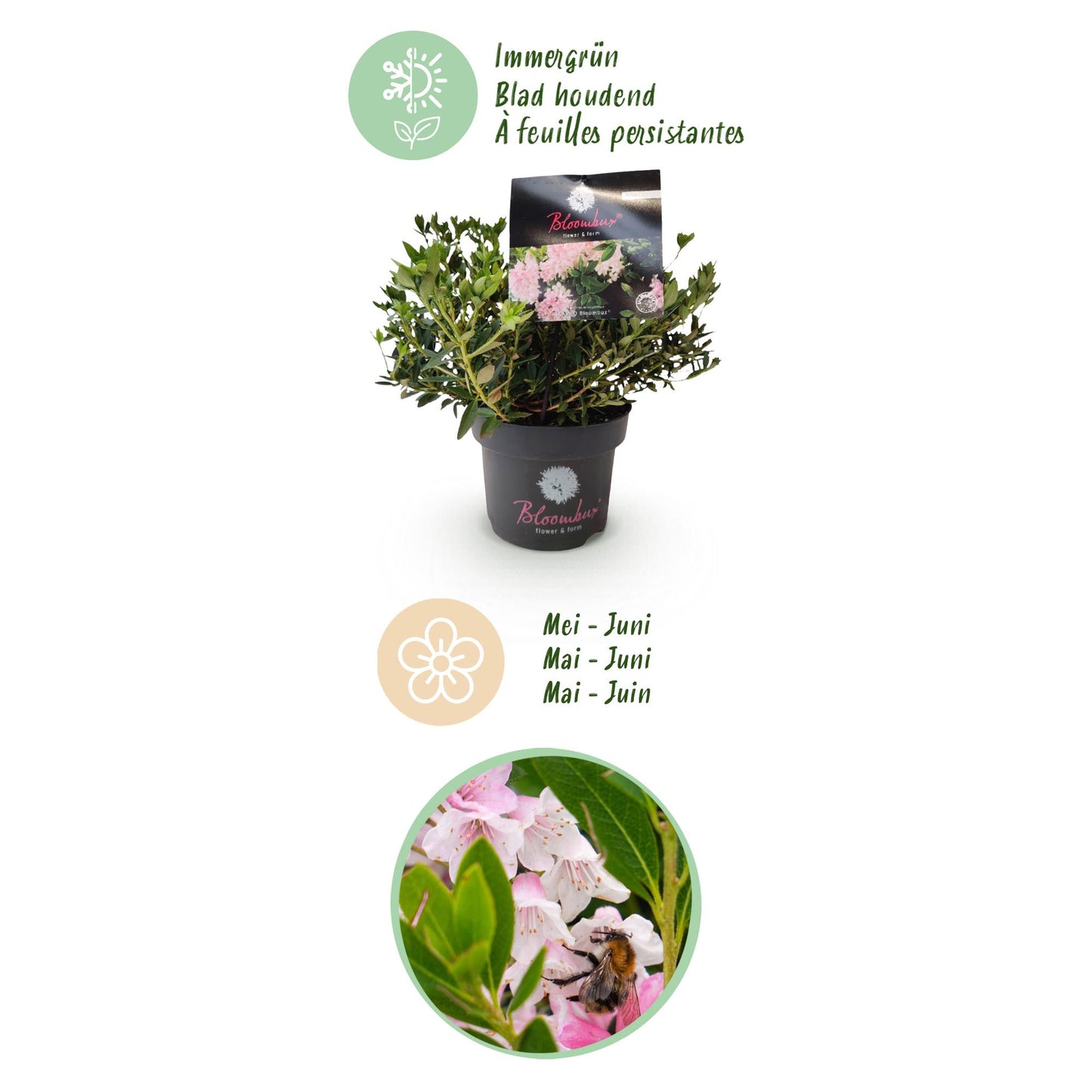 Green boutiQ - Dwerg Rhododendron - Rhododendron Bloombux Light Pink - Bloeiende Buxus - Weinig Onderhoud - Licht Roze Bloem - 6 Planten - Pot 17cm - Hoogte 30-40cm