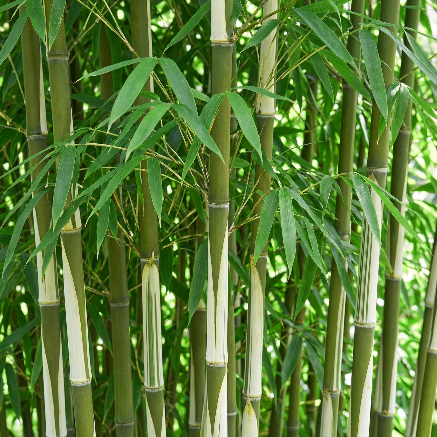 Green boutiQ - Bamboe - Fargesia robusta Pingwu - Bladhoudend - Niet Woekerend - Groen - 6 Planten - Pot 14cm - Hoogte 35cm