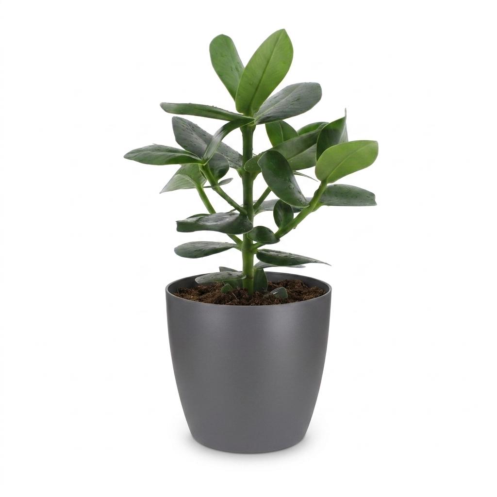 Clusia Princess - Clusia - 1 Plant - with Pot Grey - Pot 12cm - Height - 40cm