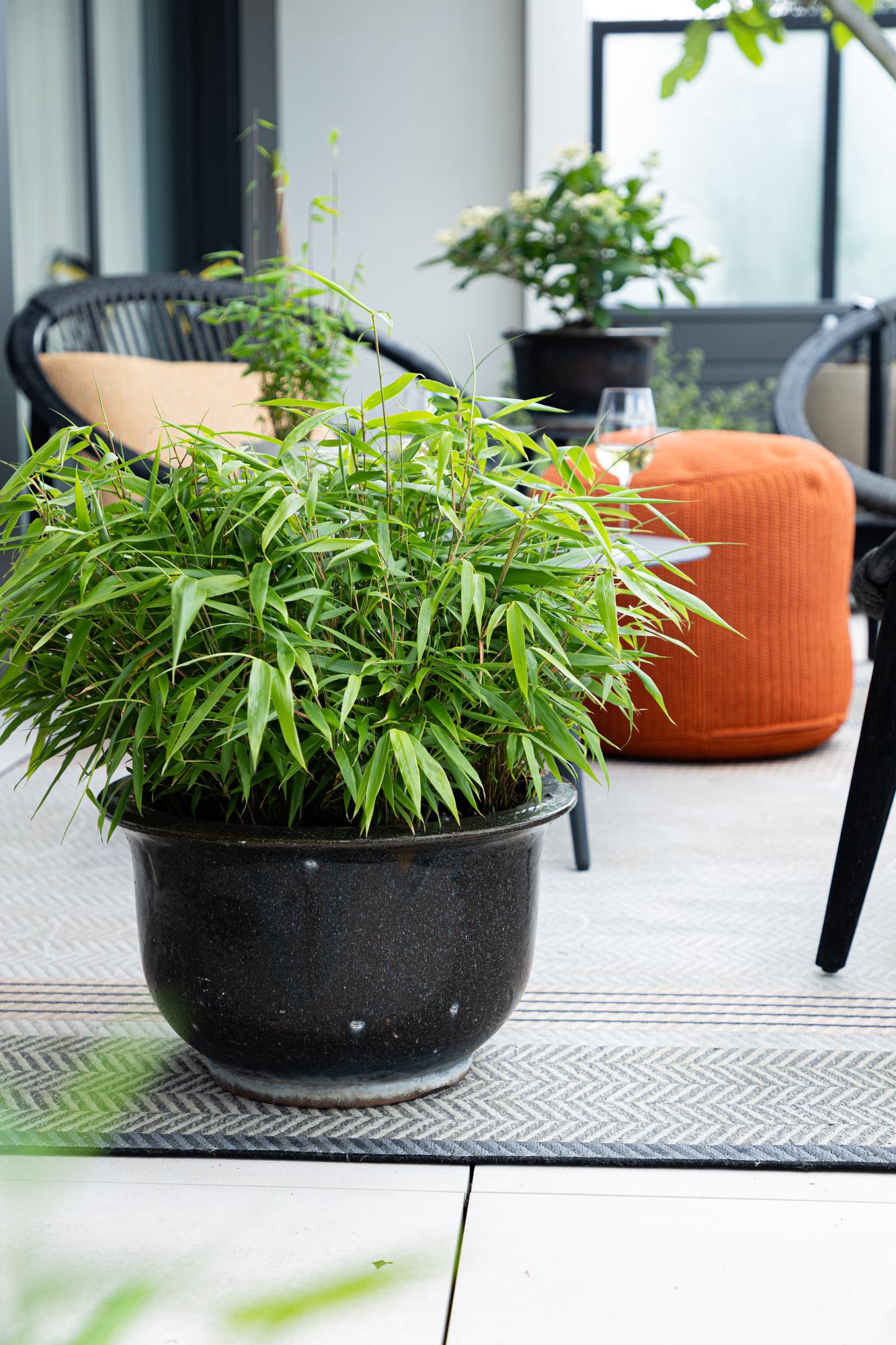 Green boutiQ - Bamboo - Fargesia robusta Pingwu - Evergreen - Non-invasive - Green - 12 Plants - Pot 14cm - Height 35cm