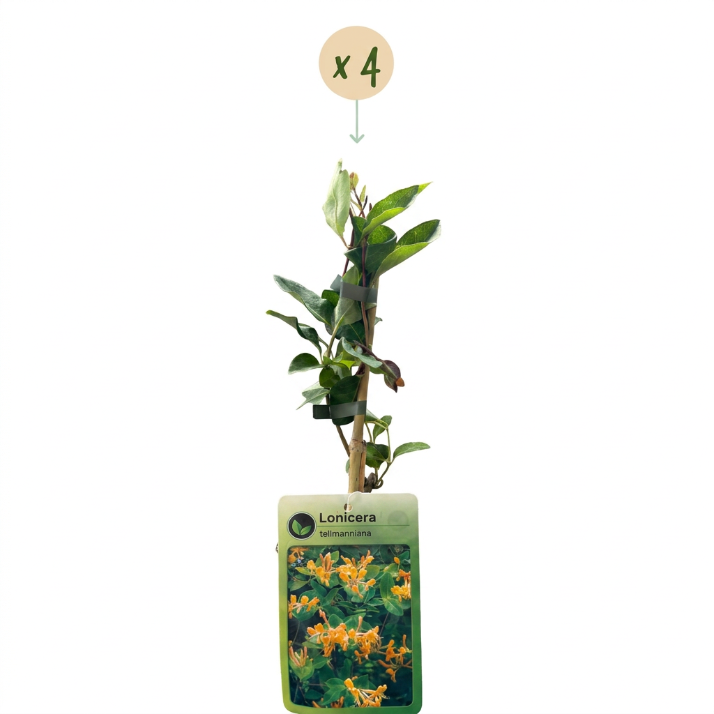 4x Lonicera tellmanniana - Caprifoglio di Tellmann - Arancione - Giallo - Pianta rampicante - Ø9cm - ↕35cm