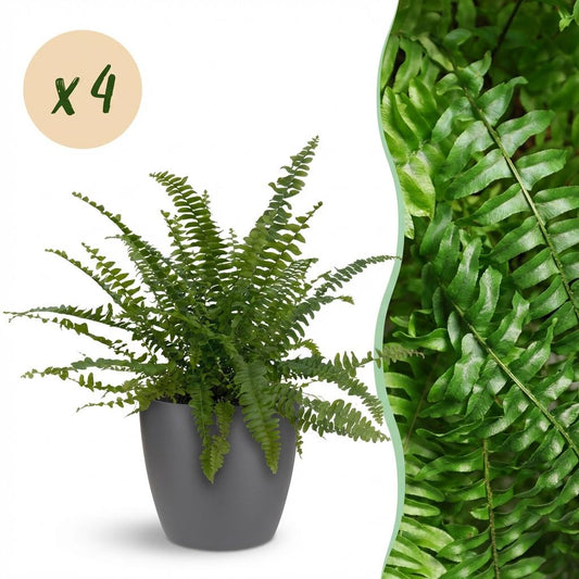 Houseplant - Nephrolepsis exaltata Green Lady - Fern - Pet-Friendly Plant - Green - 4 Plants - with Grey Pot - Pot 12cm - Height 25cm