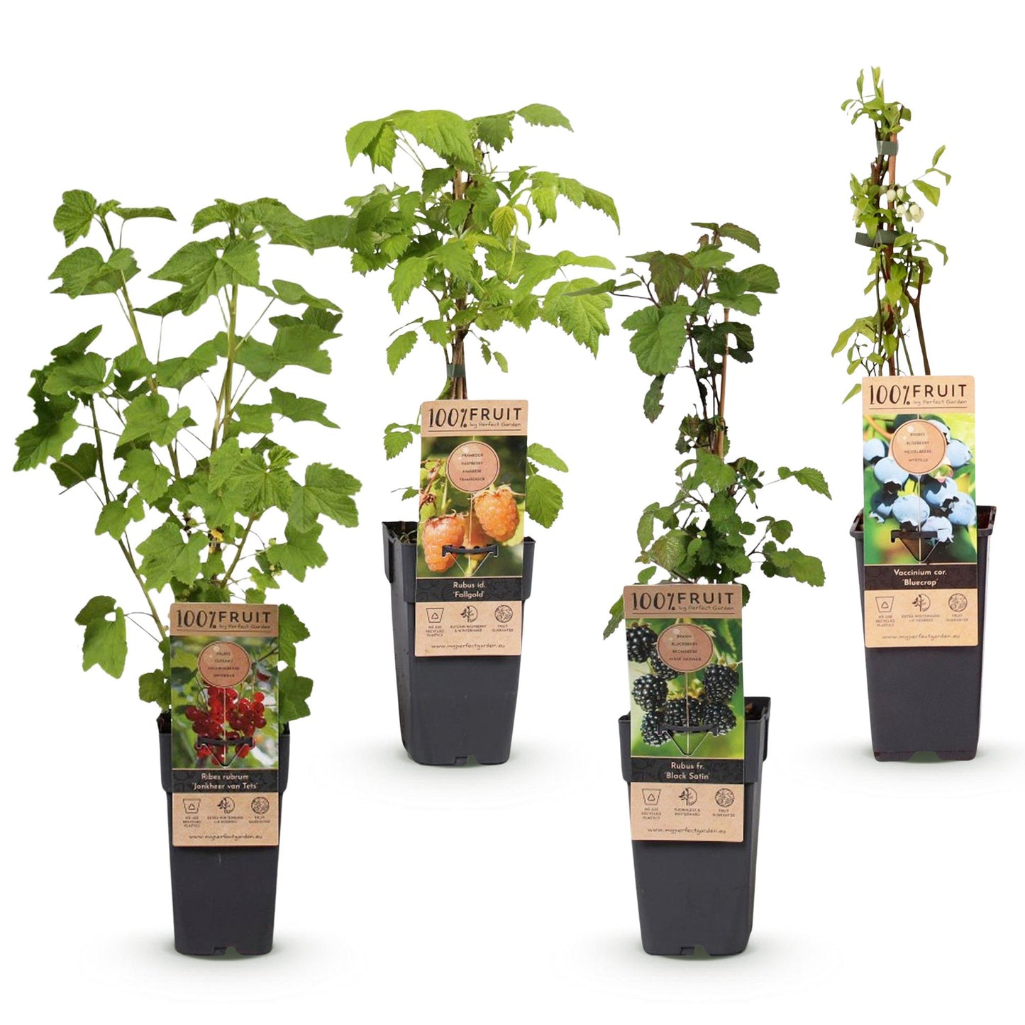 Fruit Plant - Ribes - Rubus - Vaccinium Mix - Rainbow - Hardy - Red Currant - Black Berry - Yellow Raspberry - Blueberry - 4 Plants - Pot 15cm - Height 50cm