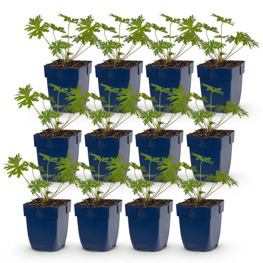 Vasteplant - Geranium Tricolour - Ooievaarsbek - Bodembedekkend - Paars - Roze - Wit - 12 Planten - Pot 11cm - Hoogte 15-25cm