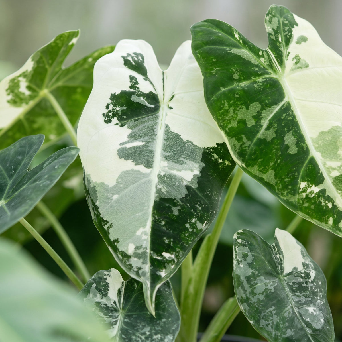 Alocasia Frydek Variegata - Alocasia Frydek Variegata - Green - Variegated - Tropical - Ø6cm - ↕12cm