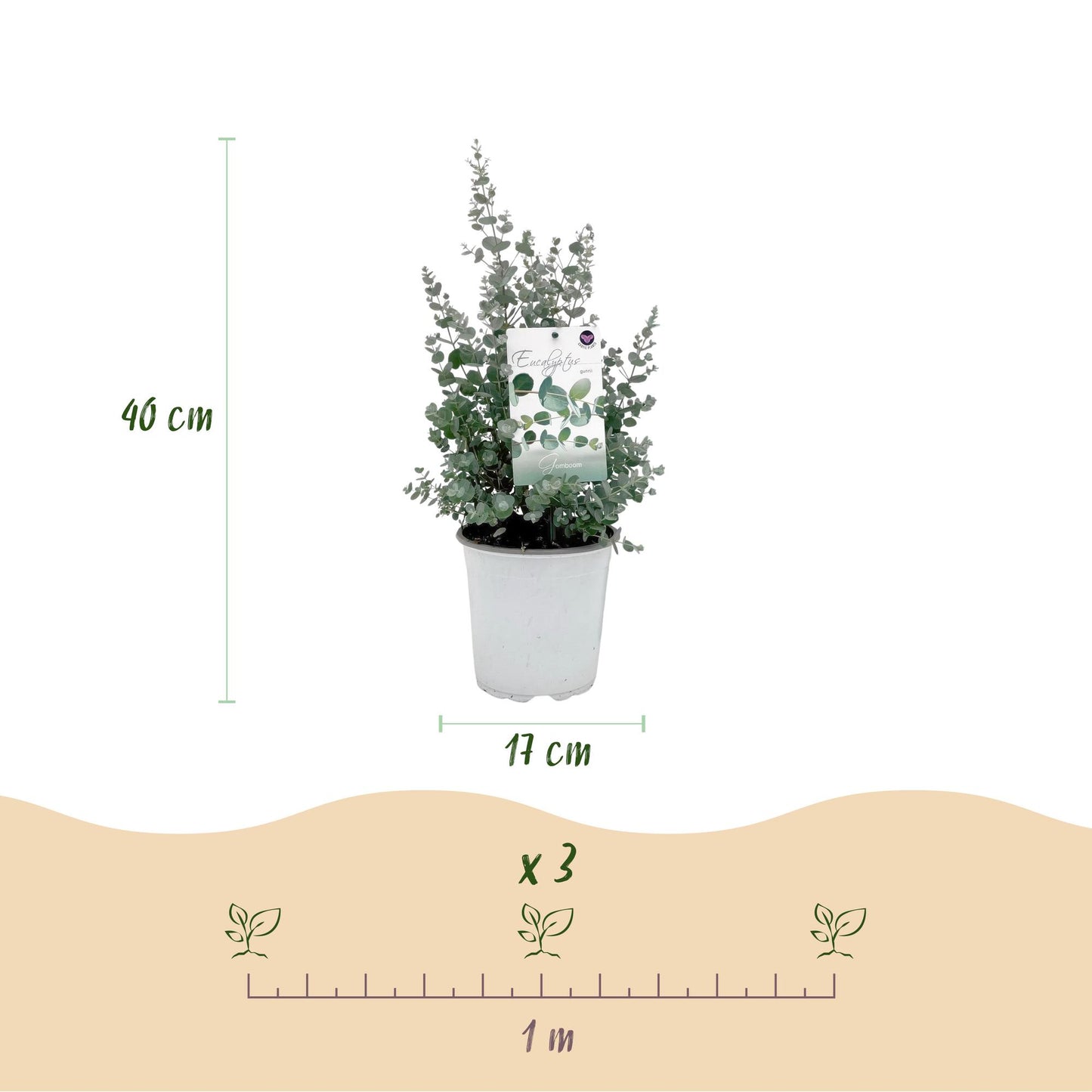 Green boutiQ - Terrasplant - Eucalyptus boom - Eucalyptus gunni  - Grijs - 2 Planten - Winterhard - Pot 17cm Hoogte 40cm