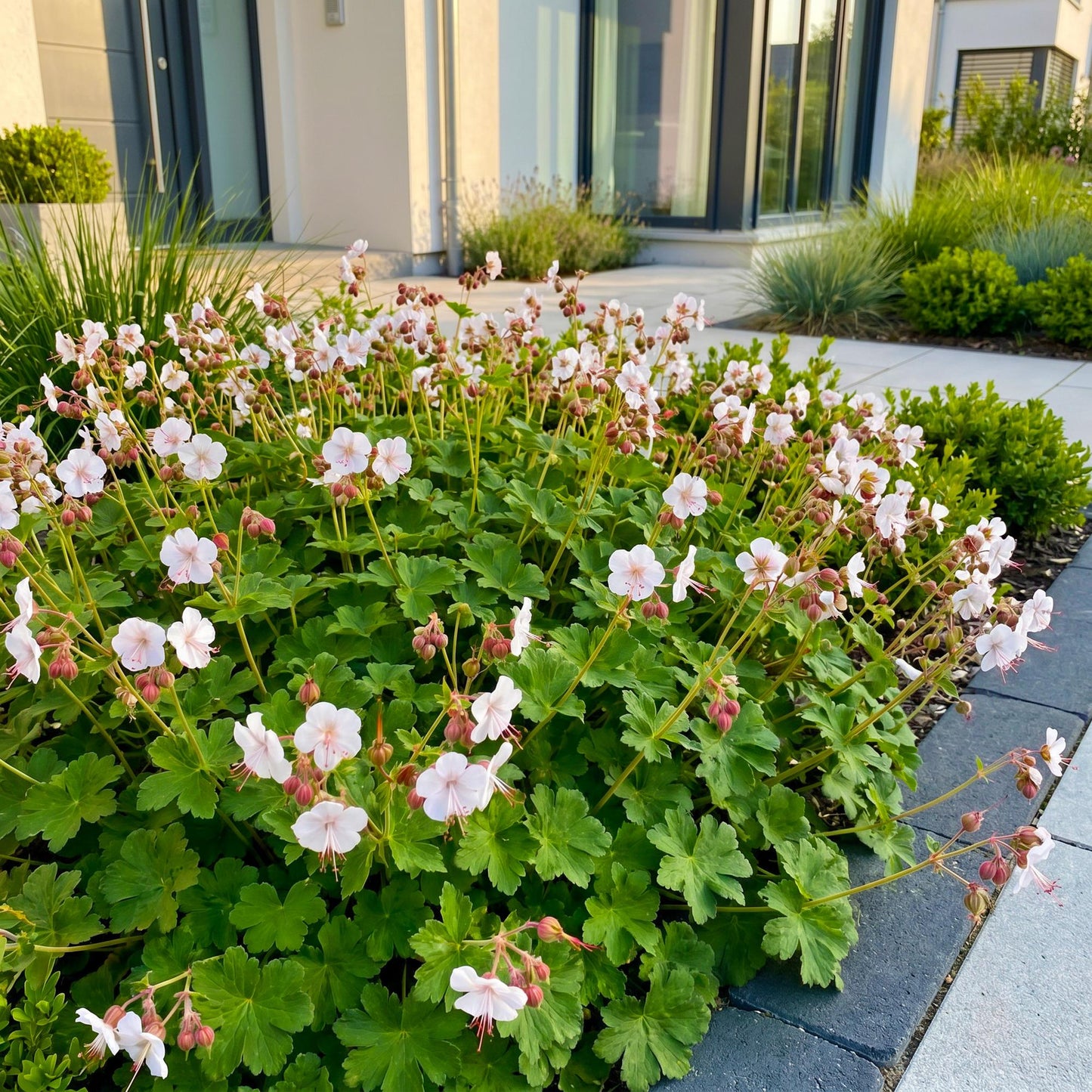 Vasteplant - Geranium macr. Spessart - Ooievaarsbek - Bodembedekkend - Wit-Roze - 6 Planten - Pot 11cm - Hoogte 15-25cm
