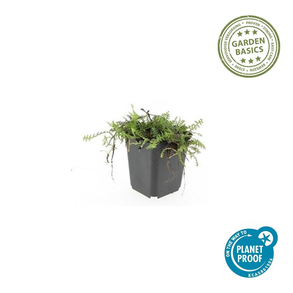 48x Leptinella squalida - ↕10-25cm - Ø9cm