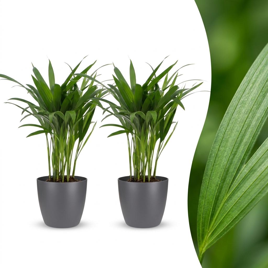Areca Lutescens - Golden Palm - 2 Plants - with Grey Pot - Pot 12cm - Height - 45cm