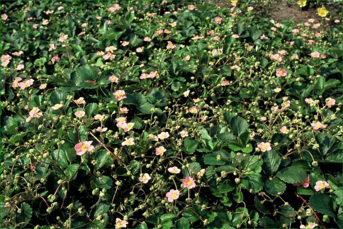 48x Fragaria vesca - ↕10-25cm - Ø9cm
