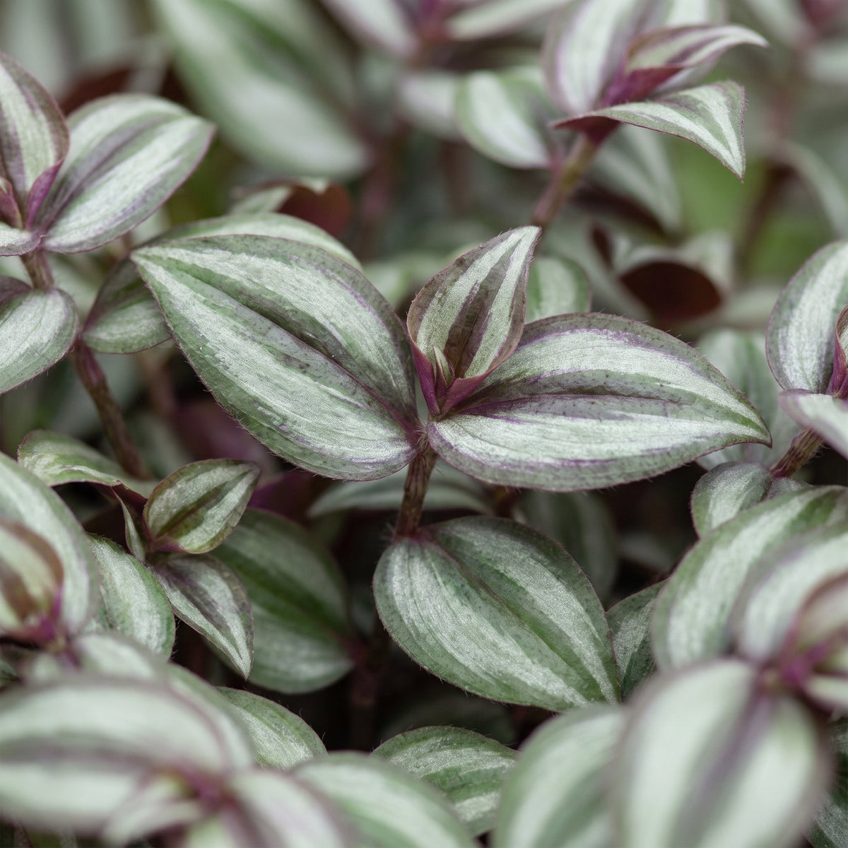 Tradescantia Zebra Pink Joy - Tradescantia Zebra Pink Joy - Paars - Roze - Tropisch - Ø6cm - ↕5cm
