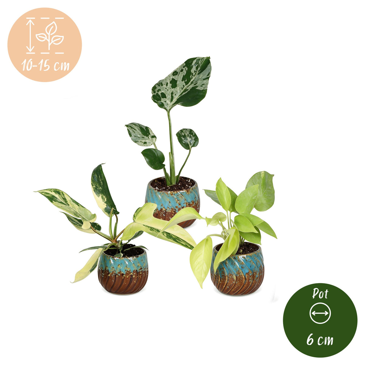 3x Baby Tropical Mix - Diversen - Tropisch - incl. Copper Reef - Ø6cm - ↕10-15cm