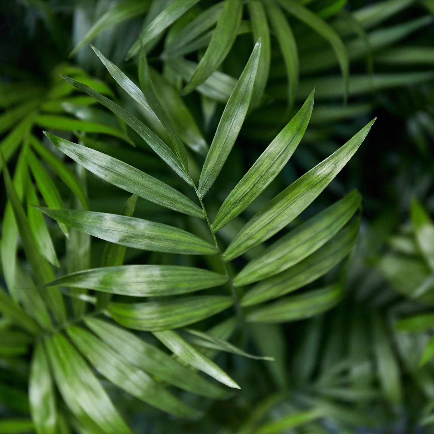 Houseplant - Chamaedorea elegans - Parlor Palm - Pet-Friendly Plant - Green - 1 Plant - with White Pot - Pot 12cm - Height 15cm