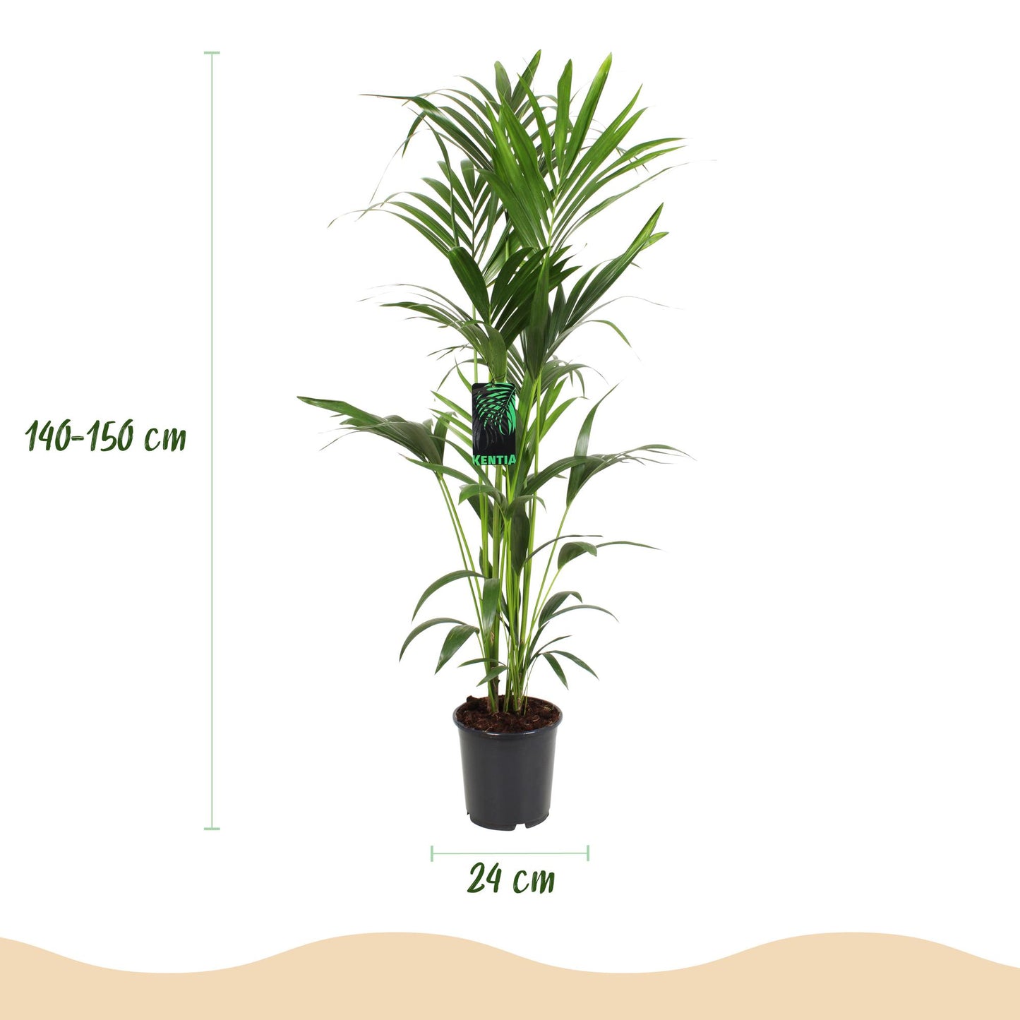 Green boutiQ - Houseplant - Howea Forsteriana - Kentia Palm - Low Maintenance - Green - 1 plant - Pot 24cm - Height 140-150cm