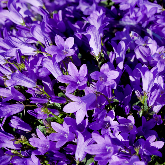 48x Pressa Campanula. 'Coerulea' - ↕10-25cm - Ø9cm