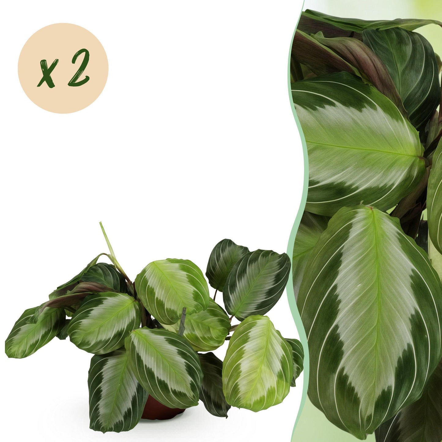 Green boutiQ - Houseplant - Maranta Fascinator Silverband - Prayer Plant - Pet-Friendly - Green - 2 Plants - 12cm Pot - Height 30-35cm