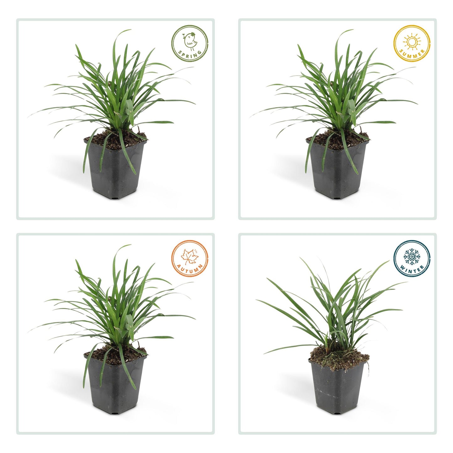 40x Liriope muscari 'Big Blue' - ↕10-25cm - Ø9cm