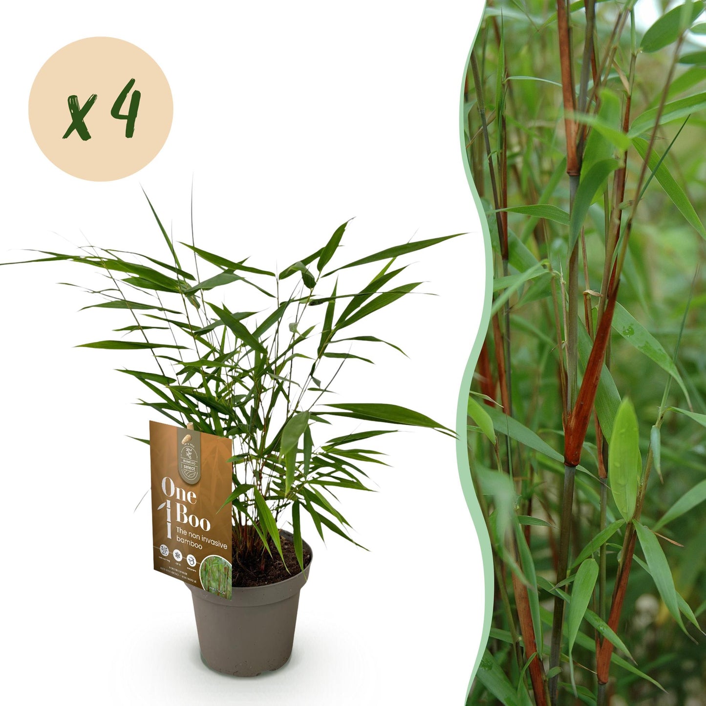 Grasses - Fargesia Asian Wonder - Non-Invasive Bamboo - Evergreen - Green - 4 Plants - Pot 14 cm - Height 35 cm