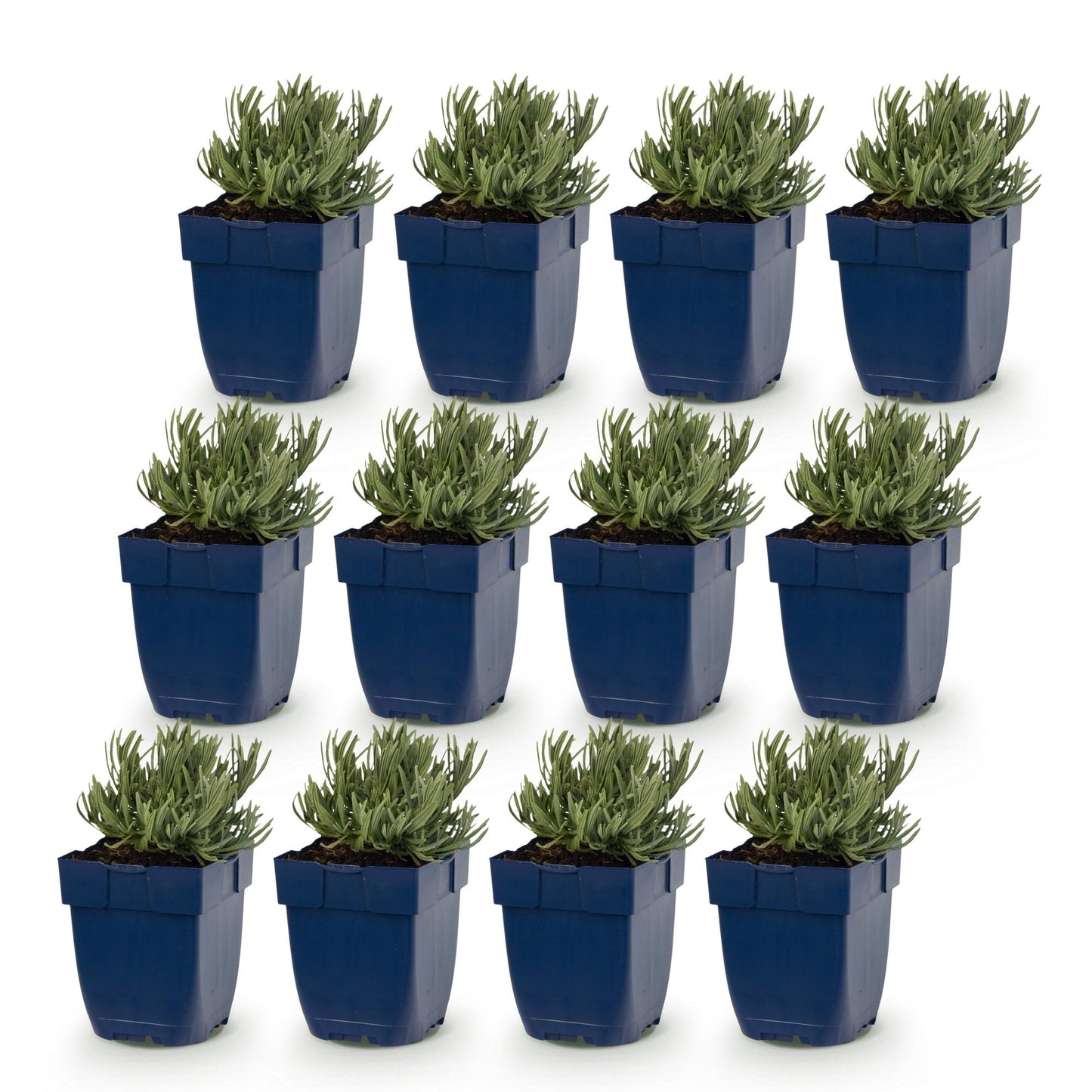 Vasteplant - Lavandula ang. Hidcote - Lavendel - Geurend - Paars - 12 Planten - Pot 11cm - Hoogte 15-25cm
