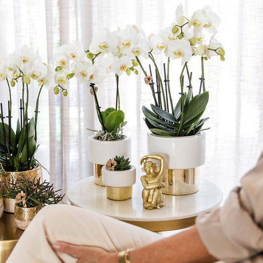 Orchidee colibrì | orchidea Phalaenopsis bianca – Giamaica + vaso Lush – dimensioni del vaso Ø9 cm | pianta da appartamento fiorita in vaso di fiori - fresca dal coltivatore