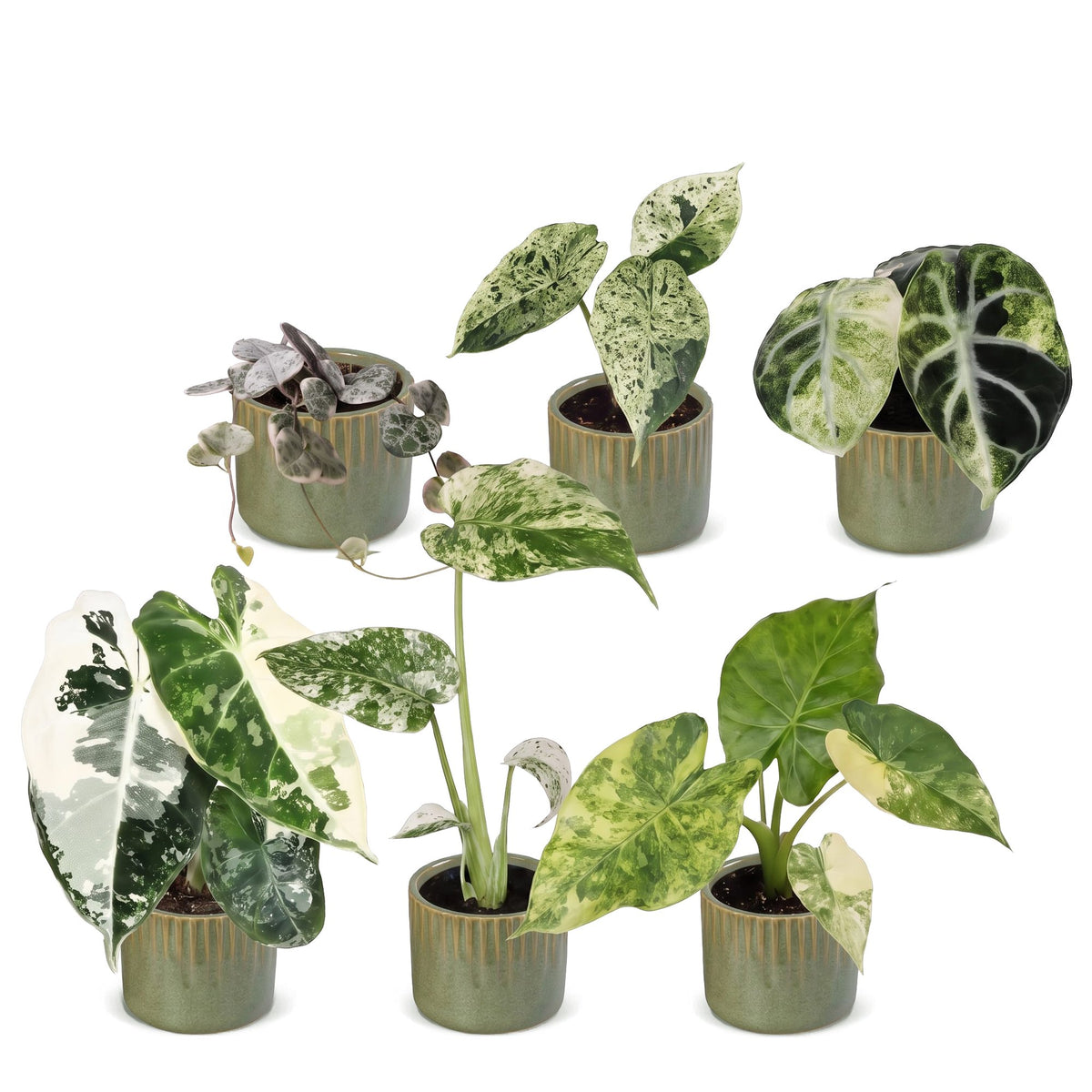 6x Baby Variegata Mix - Assorted - Tropical - incl. Linnea Olive - Ø6cm - ↕10-15cm