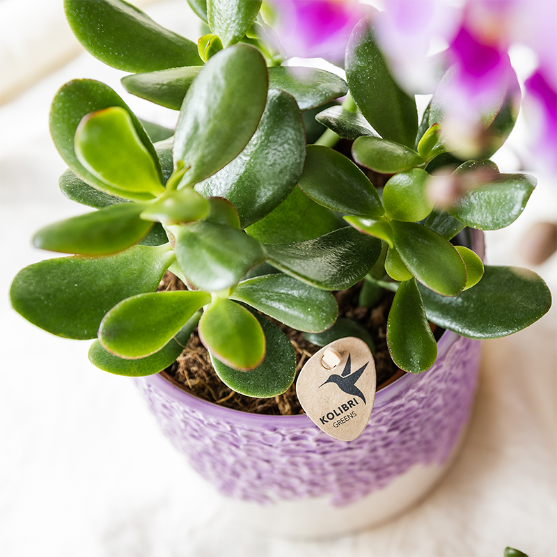 Kolibri Company | Set di piante Bloom Purple | Orchidea Vienna viola + piante verdi incl. vasi decorativi