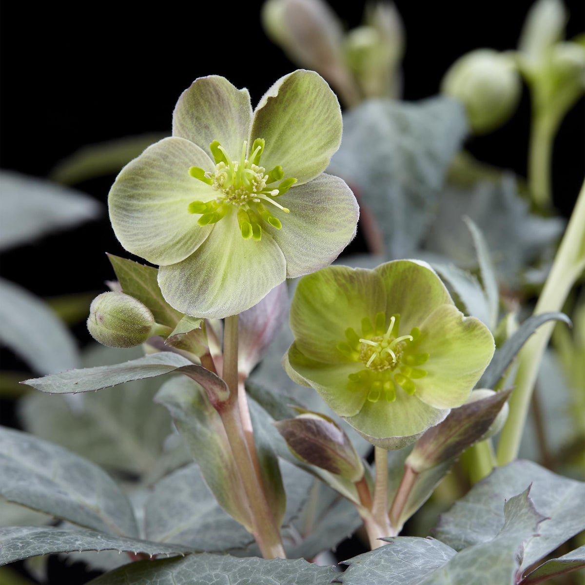 Green boutiQ - Tuinplant - Lenten Rose Helleborus sternii Silver Dollar - Groene  Bloem -1 Plant - Groenblijvend - Pot 14cm Hoogte 35cm